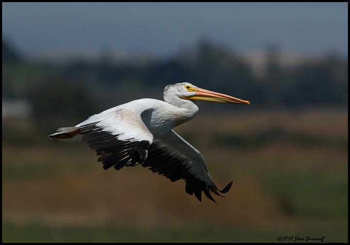 _0SB4895 american white pelican.jpg